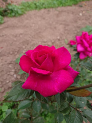 DSC_9533.JPG