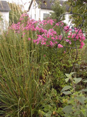 Alma_Potschke_Calamagrostis.jpg