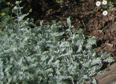 Tanacetum_haradjanii.jpg