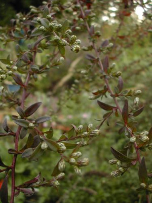 Aster_Lady_in_Black_Knospen.jpg