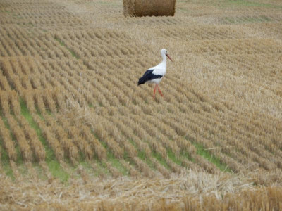 DSCN0961.JPG