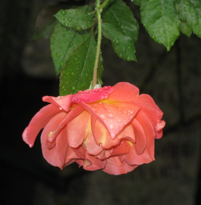 IMG_2510we.jpgRose_Westerland.jpg