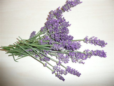 Lavendel.26.10.2007.6.JPG