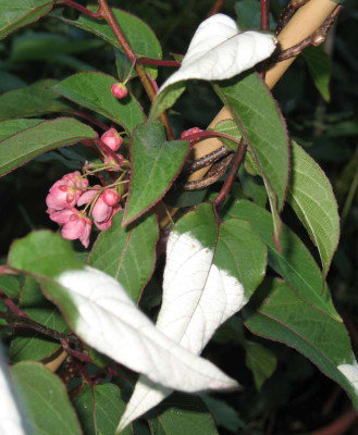 IMG_1711ak.jpgActinidia_pilosula.jpg