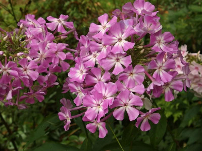 Silberauge_Ga_P7250848.JPG