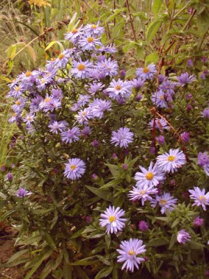 Aster_noname.jpg