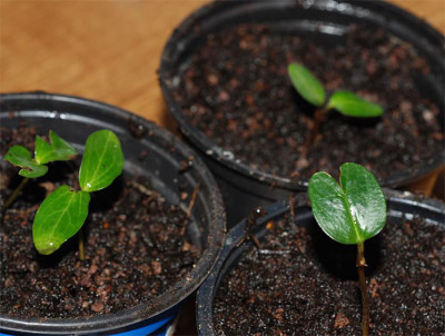 Asarum-Verdaechtige.jpg
