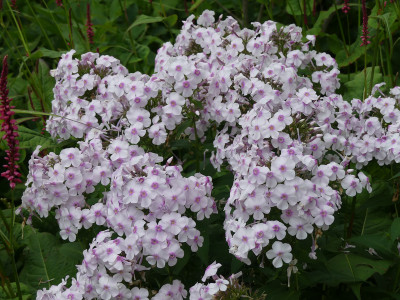 2021-08-03 Phlox 1.jpg
