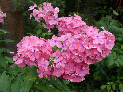 2021-08-03 Phlox 'Bornimer Nachsommer' 1.jpg