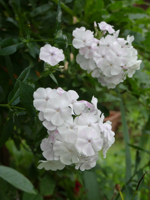 2021-08-03 Phlox 'Elfe' 1.jpg
