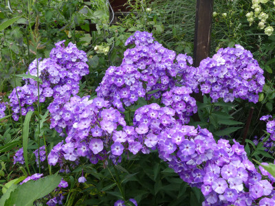 2021-08-03 Phlox 'Fiosin' 1.jpg