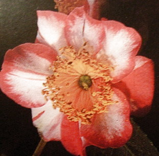 Camellica_-Ohkan.JPG