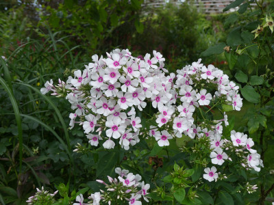 2021-08-03 Phlox 'Kirmesländler' 1.jpg