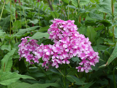 2021-08-03 Phlox 'Miss Elie' 1.jpg