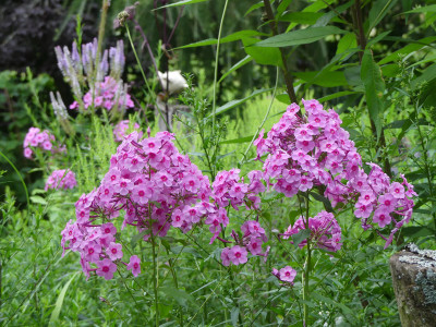 2021-08-03 Phlox 'Morfar Albert' 1.jpg