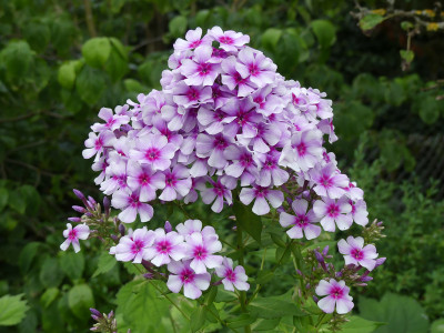 2021-08-03 Phlox 'Wildfang' 1.jpg