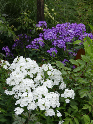 2021-08-03 Phlox 2.jpg