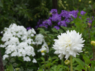 2021-08-03 Gartenimpressionen 1.jpg