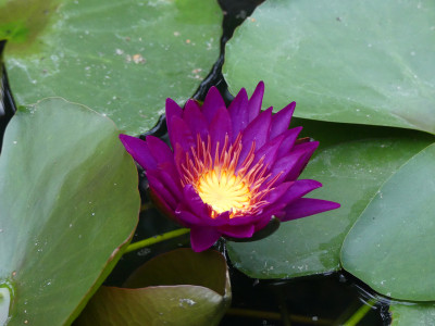 2021-08-03 Nymphaea 'Purple Fantasy'.jpg