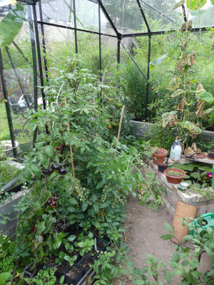 2021-08-03 Tomaten 1.jpg