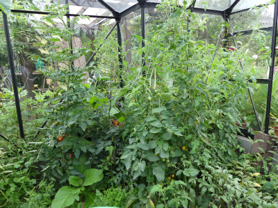 2021-08-03 Tomaten 2.jpg