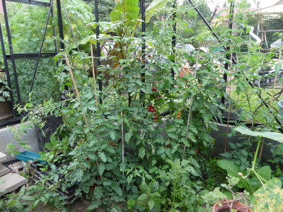 2021-08-03 Tomaten 3.jpg