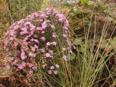 Aster_noname_1.jpg