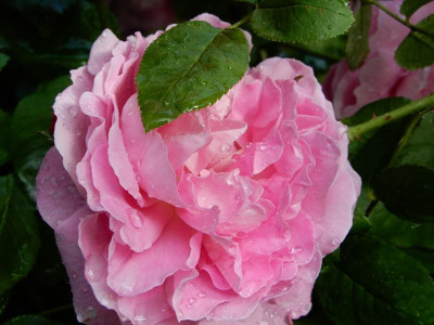 DSCN0528.JPG