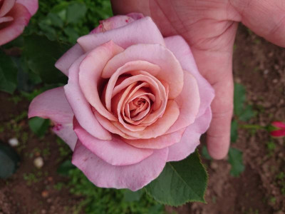 DSC_9735.JPG