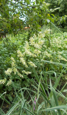 DSCN3050_ Phalaris_arundinacea.jpg