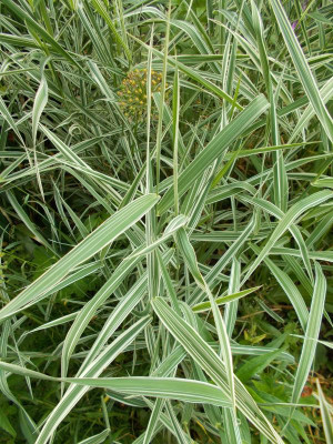 DSCN3051_ Phalaris_arundinacea.jpg