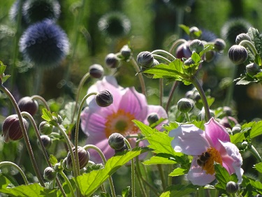 Anemone tom..jpg