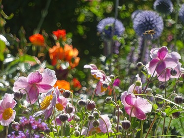 Anemone tom. mit Biene.jpg