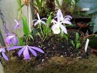 Pleonie-tibetica_-Erdorchidee-.JPG