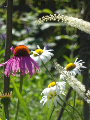 Echinacea & Co..JPG