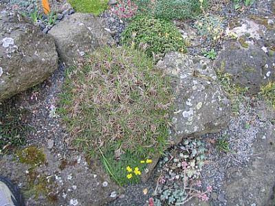 Acantholimon_glumaceum_fars_2008.jpg