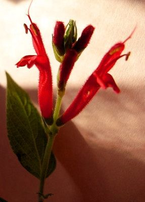 Salvia-_Annanas-Salbei.JPG