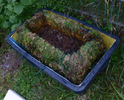 Cyp.acaule Insel Sphagnummantel fertig..jpg