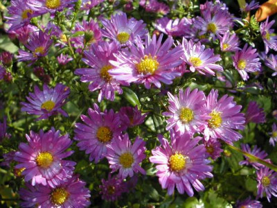 Aster_noname_2.jpg