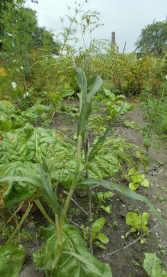 DSCN3201_Ruebenbeet.jpg
