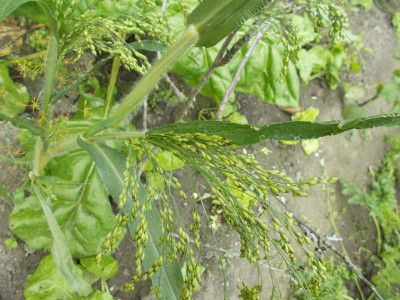 DSCN3202_Ruebenbeet.jpg