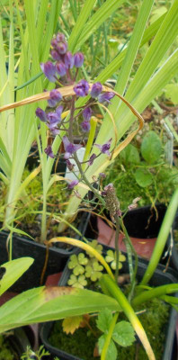 DSCN3188_Scilla_autumnalis.jpg