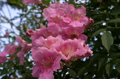 La_Palma_3808.jpg