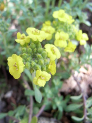 Draba.3_-Hungerbluhmchen-_.JPG