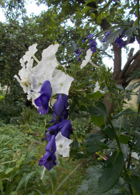 DSCN3209_Phlox_napellus.jpg