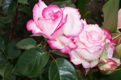 rose_laminuette.jpg