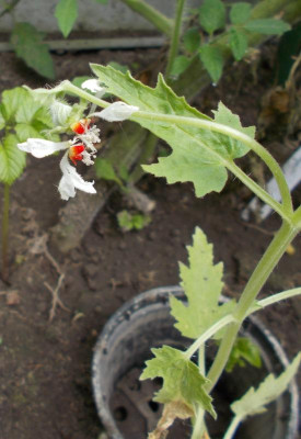 DSCN3185_Blumenbachia.jpg