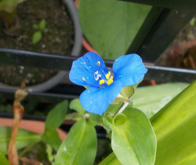 DSCN3154_Commelina_tuberosa.jpg