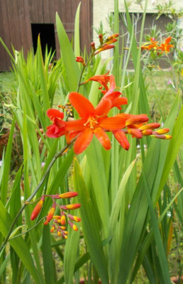 DSCN3180_Crocosmia_Lady_Ann.jpg