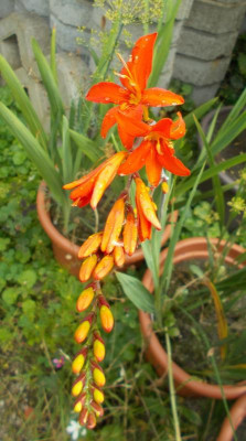 DSCN3181_Crocosmia_Mistral.jpg